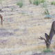 Image for article titled Are Limited Lifespans An Evolutionary Adaptation?